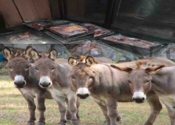 اسلام آباد میں گدھوں کے گوشت کی برآمدگی کے بعد فوڈ اتھارٹی کی ٹیم کارروائی کرتی ہوئی