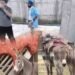 اسلام آباد پولیس کی گودام پر کارروائی، گدھے کے گوشت کی برآمدگی کی تفتیش