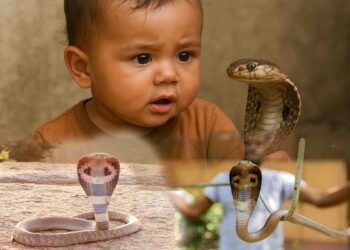 ایک سالہ بھارتی بچے نے کھیلتے ہوئے زہریلے کوبرا سانپ کو کاٹ کر مار دیا۔