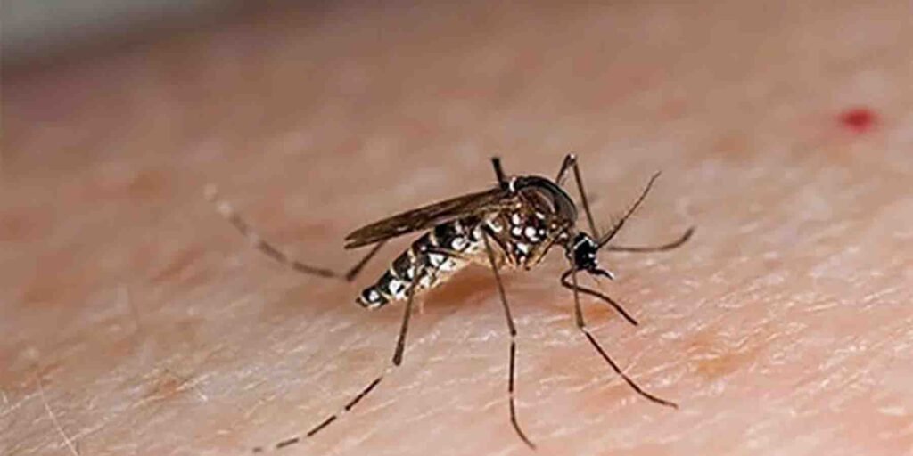 خیبرپختونخوا میں ڈینگی