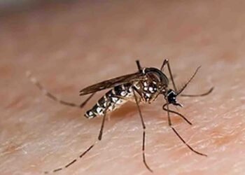 خیبرپختونخوا میں ڈینگی