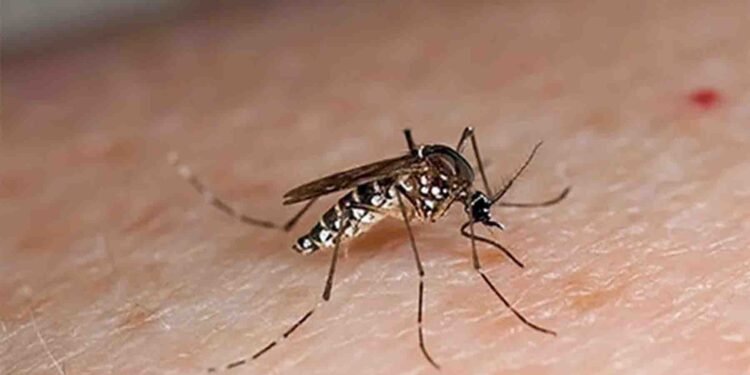 خیبرپختونخوا میں ڈینگی