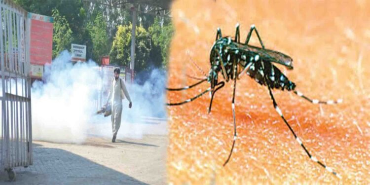 ڈینگی اسلام آباد میں 13 نئے کیسز رپورٹ