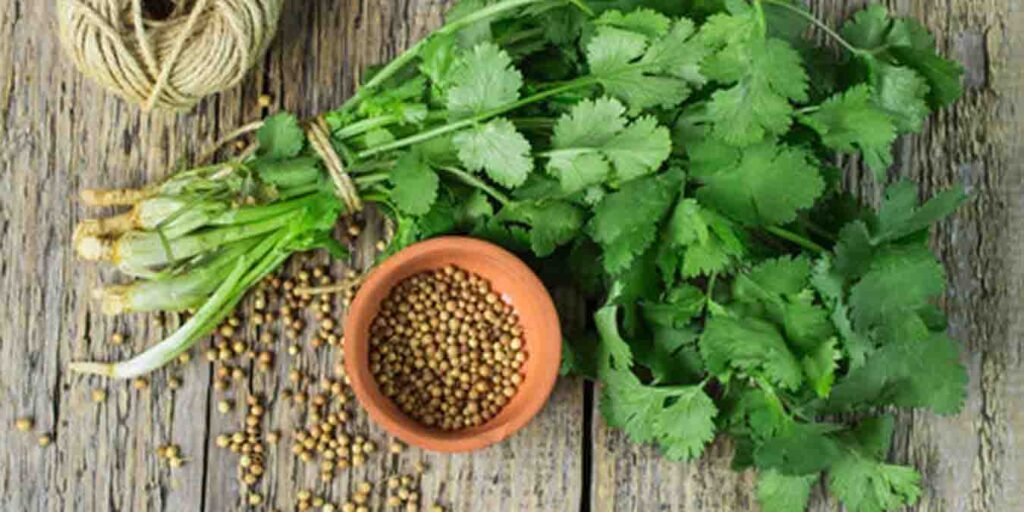 شوگر کے مریضوں کے لیے دھنیا