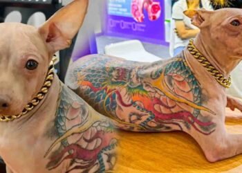 پالتو کتے پر ٹیٹو