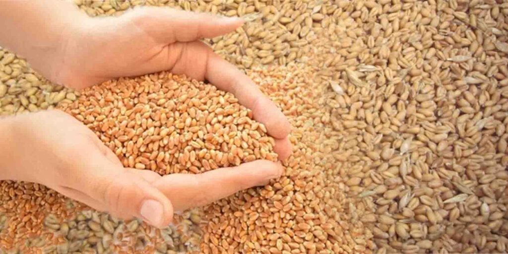 گندم کاشت کرتا ہوا کسان، فصل تیار، امدادی قیمت پر سوالیہ نشان