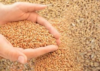 گندم کاشت کرتا ہوا کسان، فصل تیار، امدادی قیمت پر سوالیہ نشان