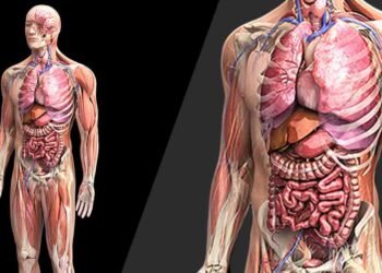 انسان کے اعضا جن کے بغیر زندہ رہ سکتا ہے