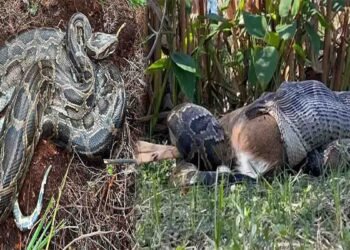 فلوریڈا میں اژدھا ہرن اگلنا کا نایاب منظر کیمرے میں قید