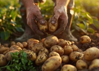 آلو کے فوائد