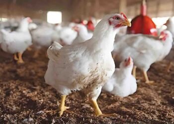 چکن کی قیمت میں کمی سے عوام کو ریلیف