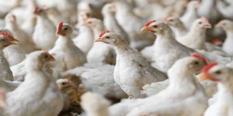 چکن سستا ہو گیا، برائلر گوشت کی نئی قیمت عوام کے لیے خوشخبری