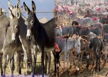 چین کا پشاور میں گدھوں کا منصوبہ، سالانہ 80 ہزار افزائش اور برآمدات