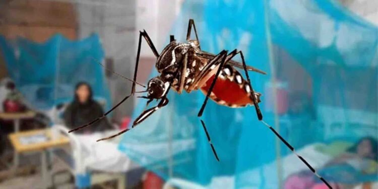 پاکستان میں ڈینگی وبا کا خدشہ، سیلاب اور بارشوں سے ڈینگی مچھر کی افزائش تیز