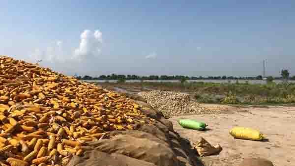 دریائے ستلج میں سیلاب کے باعث پاکپتن کے گاؤں زیر آب