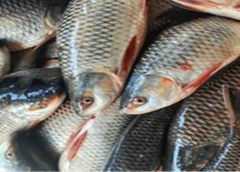 پاکستان سے امریکا مچھلی کی برآمد – سی فوڈ انڈسٹری کے لیے نئی کامیابی