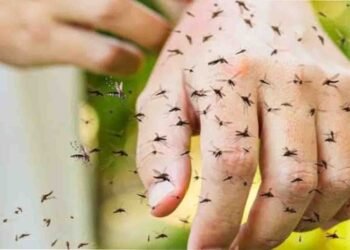 مچھروں کو دور رکھنے کا طریقہ