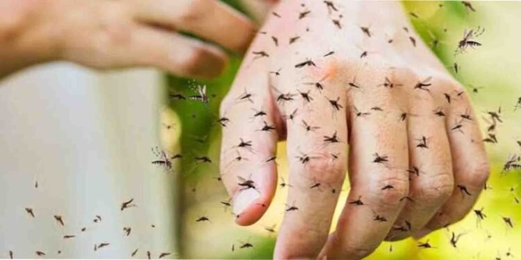 مچھروں کو دور رکھنے کا طریقہ