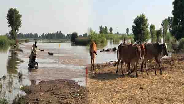دریائے ستلج میں سیلاب کے باعث پاکپتن کے گاؤں زیر آب