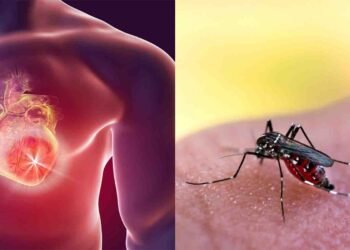 اسلام آباد میں ڈینگی کیسز 227 تک پہنچ گئے