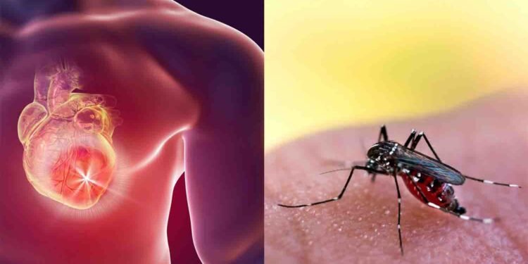 اسلام آباد میں ڈینگی کیسز 227 تک پہنچ گئے