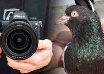 کبوتر کیمرہ