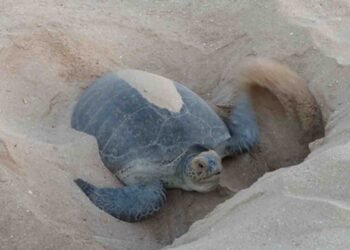 سبز کچھوؤں کی افزائش