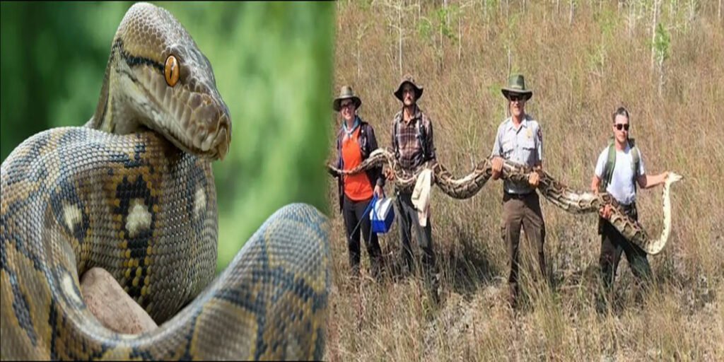 فلوریڈا میں برمی اژدھوں کی بڑھتی آبادی