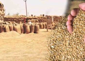 منڈی بہاؤالدین گندم برآمد آپریشن میں 400 ٹن گندم ضبط