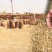 منڈی بہاؤالدین گندم برآمد آپریشن میں 400 ٹن گندم ضبط