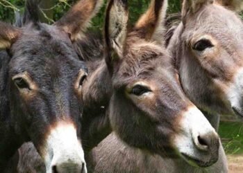 گدھے کی کھال برآمد