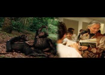 جین گوڈال چمپینزیز کے ساتھ جنگل میں تحقیق کرتی ہوئی