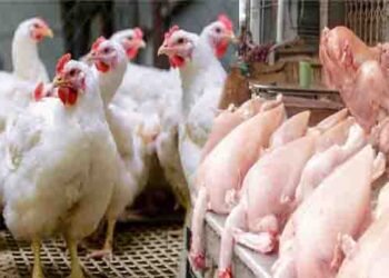 برائلر گوشت کی قیمت میں کمی — عوام کیلئے بڑی خوشخبری