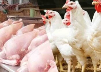 برائلر گوشت کی قیمتیں شہری مارکیٹ میں