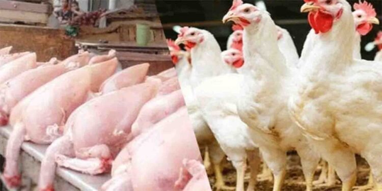 برائلر گوشت کی قیمتیں شہری مارکیٹ میں
