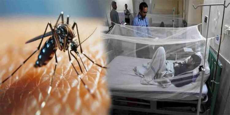 راولپنڈی میں ڈینگی کے مریض