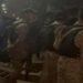 کراچی سہراب گوٹھ میں رینجرز اور پولیس کا غیر قانونی افغان باشندوں کے خلاف آپریشن