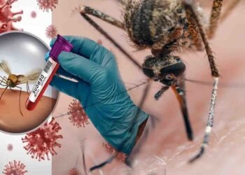 راولپنڈی میں ڈینگی کے کیسز میں اضافہ، ہیلتھ ٹیمیں لاروا چیک کرتی ہوئی