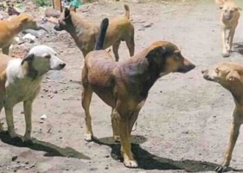 اسلام آباد میں آوارہ کتوں کا مسئلہ پر عدالت کی سماعت اور انتظامیہ کو وارننگ