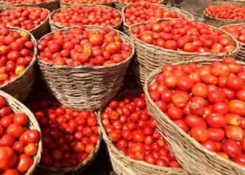 پاکستان میں ٹماٹر کی قیمت