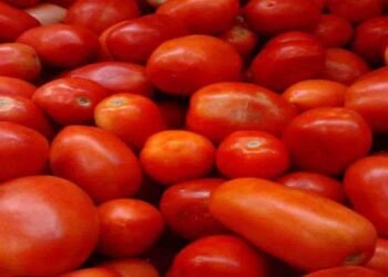 کوئٹہ میں ٹماٹر کی قیمتیں بڑھنے کی تازہ صورتحال