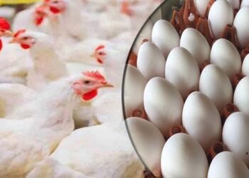 برائلر گوشت کی قیمت میں اضافہ اور عوامی ردعمل