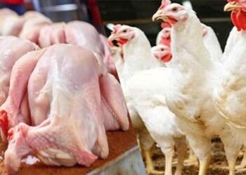 برائلر مرغی کے گوشت کی قیمت میں اضافہ کی خبر