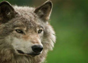 کینیڈا کے جنگل میں بھیڑیے کی بھیڑیا غیرمعمولی ذہانت کا مظاہرہ