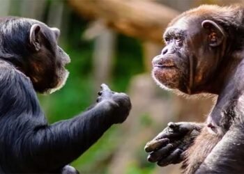 چمپینزی کی ذہانت – انسانوں جیسی سوچ رکھنے والا جاندار