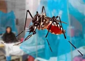 خیبرپختونخوا میں ڈینگی وبا شدت اختیار کر گئی، کیسز کی تعداد 4,836