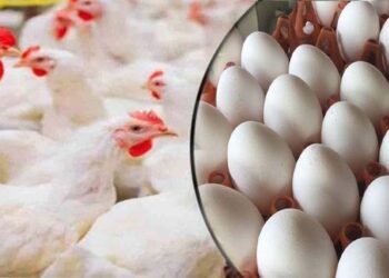 مرغی اور انڈے کی قیمتیں بڑھنے پر شہری پریشان