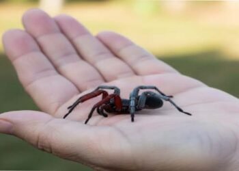 تھائی لینڈ میں خواجہ سرا مکڑی کی نایاب دریافت، فطرت کا حیرت انگیز مظہر