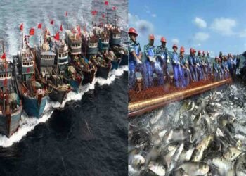 چین میں دریائے یانگسی کی آبی حیات کی بحالی، 10 سالہ ماہی گیری پابندی کے نتائج